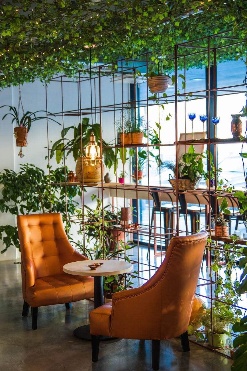 Air Purifying Plants