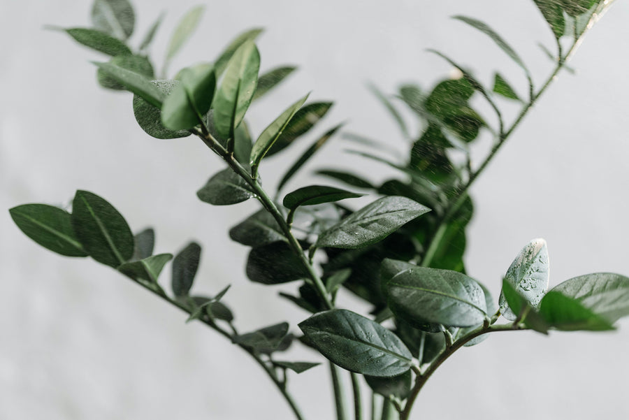 Low Maintenance Plants