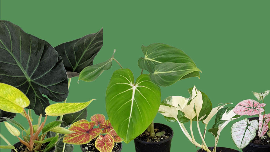 Rare Indoor Plants Online Australia