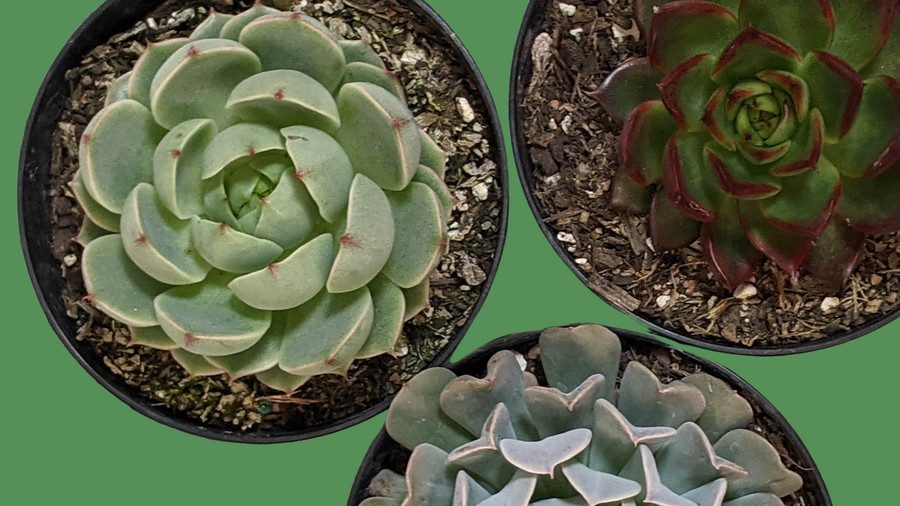 Rare Succulents