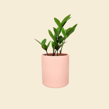 Load image into Gallery viewer, Assorted Indoor Plant in Coral Satin Ceramic Pot (12cmDx12.5cmH) - Sydney Only
