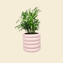 Load image into Gallery viewer, Assorted Indoor Plant in Pink Beehive Ceramic Pot (14.5cmDx13cmH) - Sydney Only
