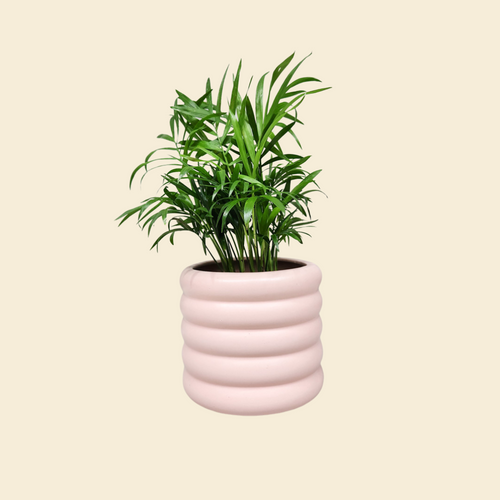 Assorted Indoor Plant in Pink Beehive Ceramic Pot (14.5cmDx13cmH) - Sydney Only