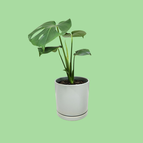 Monstera deliciosa - 150mm Ceramic Pot - Sydney Only