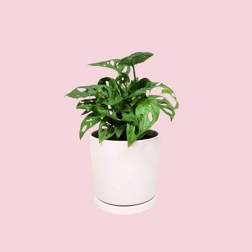 Assorted Indoor Plant in Light Pink Ceramic Pot (15cmDx15cmH) - Sydney Only