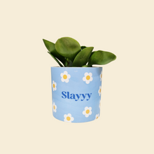 Load image into Gallery viewer, Assorted Potted Plant - CHOOSE YOUR CHEEKY POT - Sydney Only
