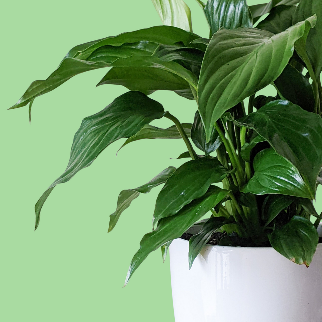 Spathiphyllum Peace Lily - 140mm Ceramic Pot - Sydney Only