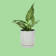 Load image into Gallery viewer, Assorted Indoor Plant in Sea Foam Ceramic Pot (15cmDx15cmH) - Sydney Only
