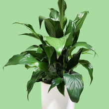 Load image into Gallery viewer, Spathiphyllum Peace Lily - 210mm Ceramic Pot - Sydney Only
