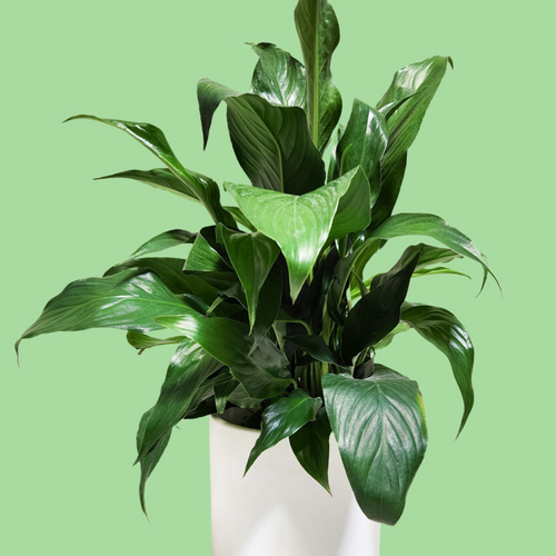 Spathiphyllum Peace Lily - 210mm Ceramic Pot - Sydney Only