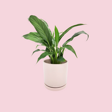 Load image into Gallery viewer, Spathiphyllum Peace Lily - 150mm Ceramic Pot - Light Pink - Sydney Only
