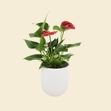 Load image into Gallery viewer, Anthurium Flamingo Flower - 120mm Ceramic Pot - Sydney Only
