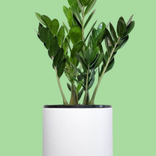 Load image into Gallery viewer, Zamioculcas zamiifolia / Zanzibar gem / ZZ Plant - 210mm Ceramic Pot - Sydney Only
