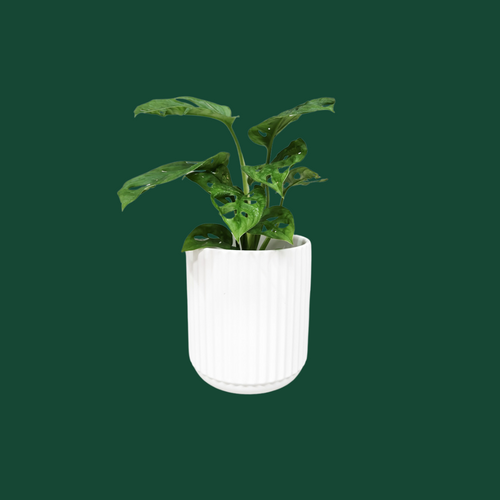 Assorted Indoor Plant in White Ribbed Ceramic Pot (14cmDx15cmH) - Sydney Only