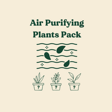 Load image into Gallery viewer, Air Purifying Plants Pack (3 Assorted Plants) - 100mm - Sydney Only
