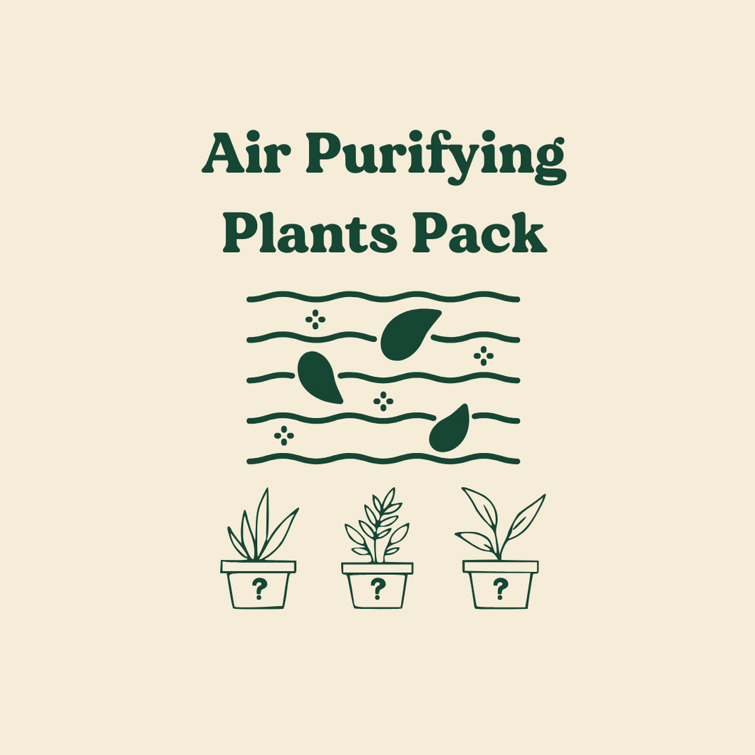 Air Purifying Plants Pack (3 Assorted Plants) - 100mm - Sydney Only