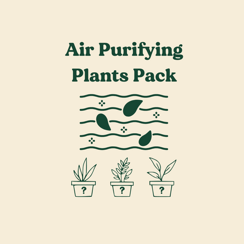 Air Purifying Plants Pack (3 Assorted Plants) - 100mm