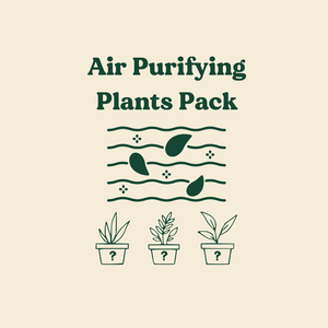 Air Purifying Plants Pack (3 Assorted Plants) - 100mm
