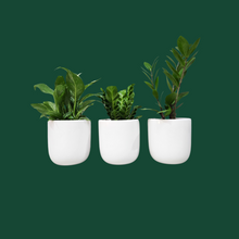 Load image into Gallery viewer, Office Plants - Assorted Trio - 120mm White Ceramic Pot - Sydney Only
