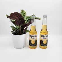 Load image into Gallery viewer, Beer You Go - Thank You / Congrats Gift with Assorted Houseplant - Sydney Only
