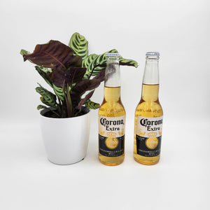 Happy Beer-thday - Birthday Gift with Assorted Houseplant - Sydney Only
