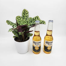 Load image into Gallery viewer, Beer You Go - Thank You / Congrats Gift with Assorted Houseplant - Sydney Only
