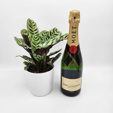 No Champagne No Gain - Celebration Gift with Assorted Houseplant - Sydney Only