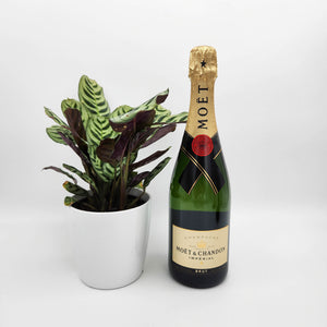 No Champagne No Gain - Celebration Gift with Assorted Houseplant - Sydney Only