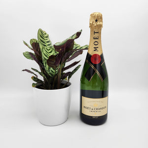 No Champagne No Gain - Celebration Gift with Assorted Houseplant - Sydney Only
