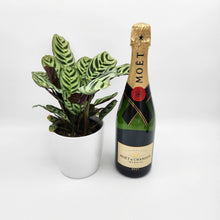 Load image into Gallery viewer, No Champagne No Gain - Celebration Gift with Assorted Houseplant - Sydney Only
