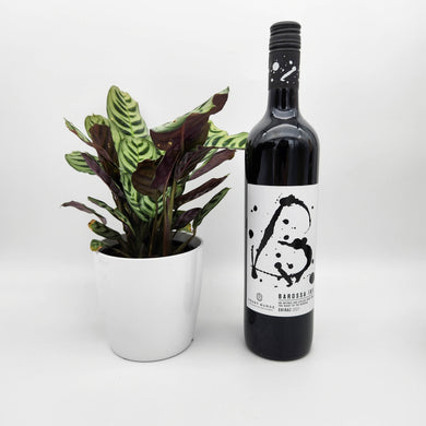 On Cloud Wine - Congrats / Thank You Gift with Assorted Houseplant - Sydney Only