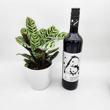 Load image into Gallery viewer, Housewarming Gift - Wine with Assorted Houseplant - Sydney Only
