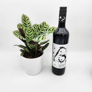 Housewarming Gift - Wine with Assorted Houseplant - Sydney Only