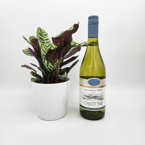 Sip Sip Hooray - Celebration / Birthday Gift with Assorted Houseplant - Sydney Only