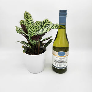 Sip Sip Hooray - Celebration / Birthday Gift with Assorted Houseplant - Sydney Only