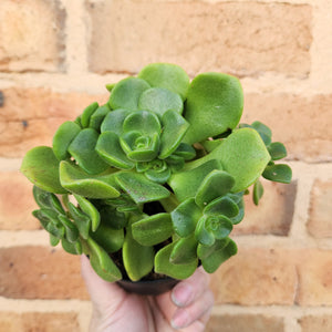Aeonium Lily Pad - 90mm