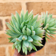 Load image into Gallery viewer, Sedeveria Fanfare - 90mm
