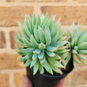 Sedeveria Fanfare - 90mm