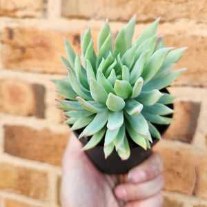 Sedeveria Fanfare - 90mm