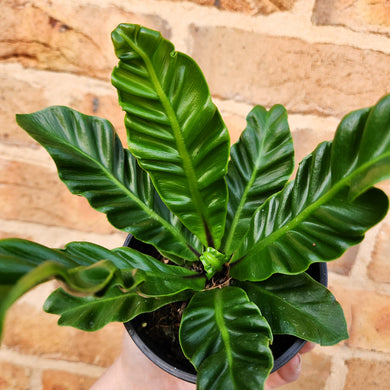 Asplenium nidus Cobra Fern - 100mm