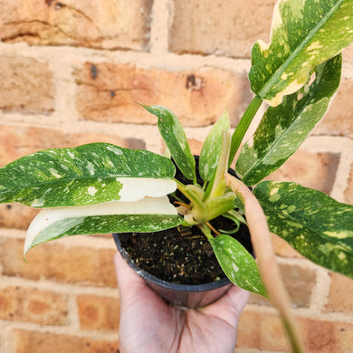 Philodendron Ring Of Fire - 100mm