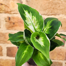 Load image into Gallery viewer, Dieffenbachia Cool Beauty - 100mm
