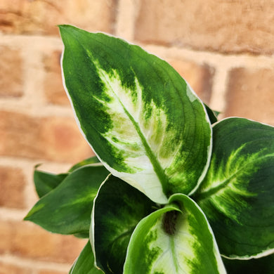 Dieffenbachia Cool Beauty - 100mm