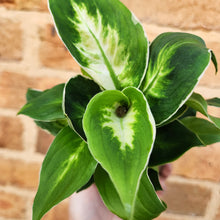 Load image into Gallery viewer, Dieffenbachia Cool Beauty - 100mm
