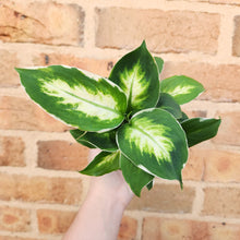 Load image into Gallery viewer, Dieffenbachia Cool Beauty - 100mm
