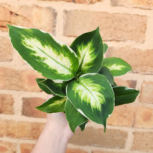 Dieffenbachia Cool Beauty - 100mm