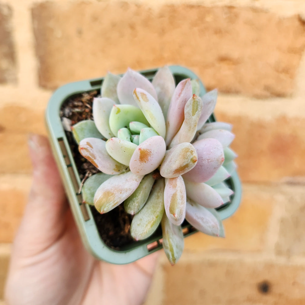 Echeveria Snow Angel - 66mm