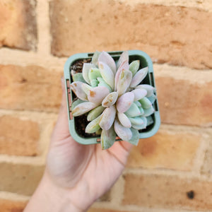 Echeveria Snow Angel - 66mm