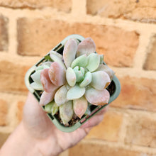 Load image into Gallery viewer, Echeveria Snow Angel - 66mm
