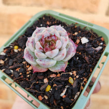 Load image into Gallery viewer, Echeveria Red Velvet - 66mm
